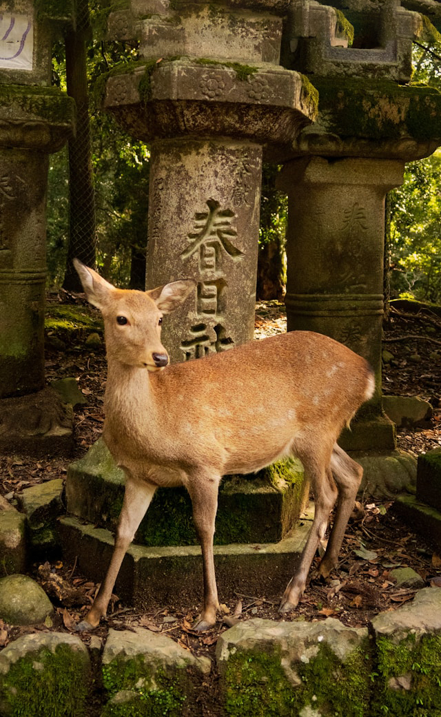 奈良